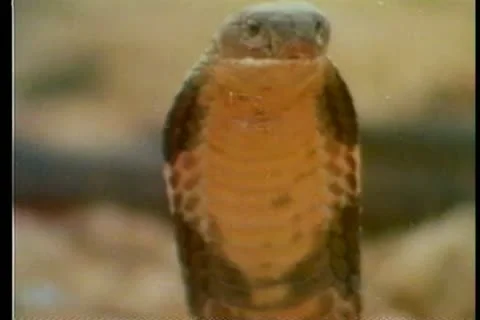 Snake fight Stock-Footage 11354946