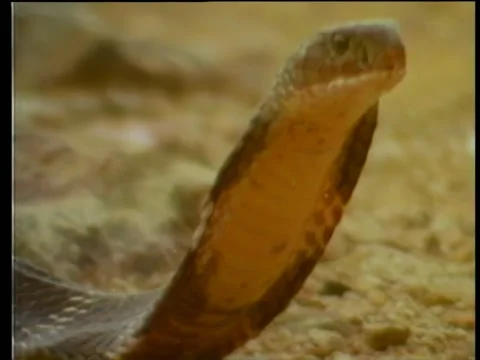 Snake fight Stock-Footage 260252767