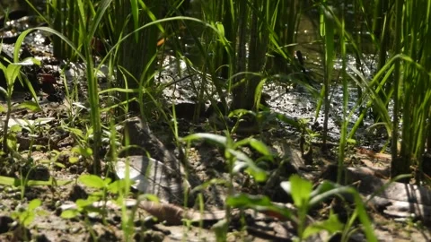 SNake finding food - eating . Stock Footage 252350392