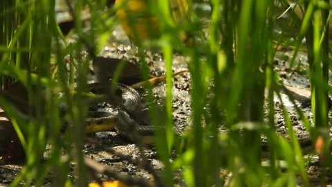 Snake finding food in rice grass . Stock Footage 252350400