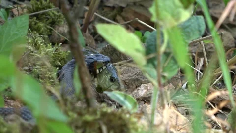 Snake with fish 1 Stock Footage 152577374