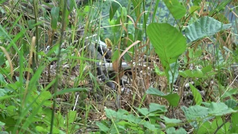 Snake with fish 2 Stock Footage 152577326