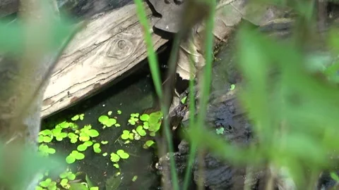 Snake with fish in water Stock Footage 152577623