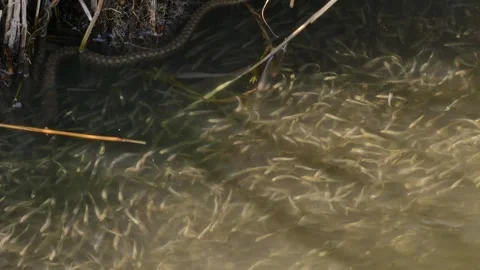 Snake fishermen Stock Footage 344633556