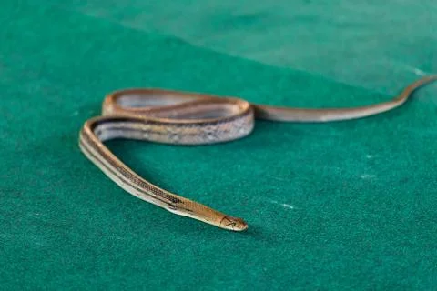 Snake with a flat neck, aggressive Stock Photos