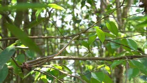 Snake flickers tongue Stock Footage 90979125