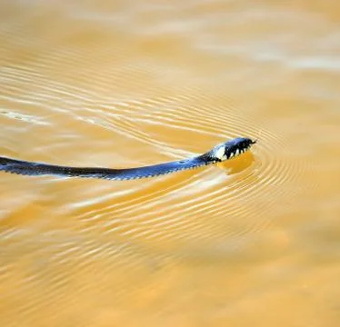 Snake floating in the lake Stock Photos