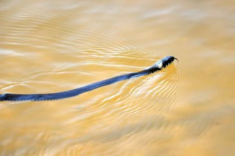 Snake floating in the lake Stock Photos