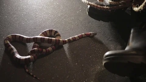 The snake on the floor Stock Footage 74971994