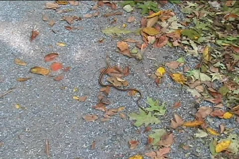 Snake Video stock 420465