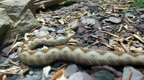 Snake Stock Footage 491043