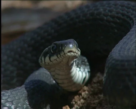 Snake, Stockbeeldmateriaal 587328