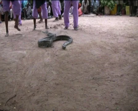 Snake Stock Footage 740467