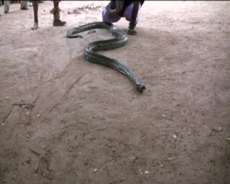 Snake  Stock Footage 740474