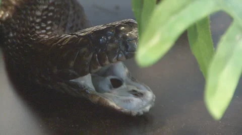 Snake Stock Footage 4080719