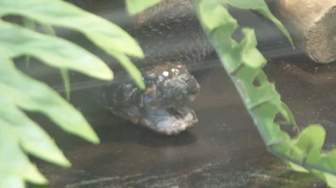 Snake Stock Footage 4080729