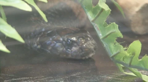 Snake Stock Footage 4080744