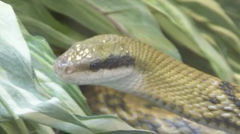 Snake Video stock 4081989