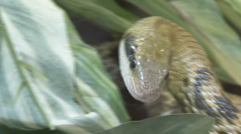 Snake Video stock 4082397