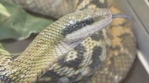 Snake Video stock 4084079