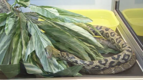 Snake Video stock 4084900