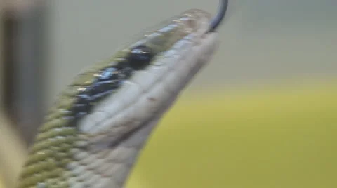 Snake Video stock 4085528