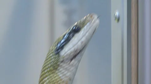 Snake Video stock 4087746