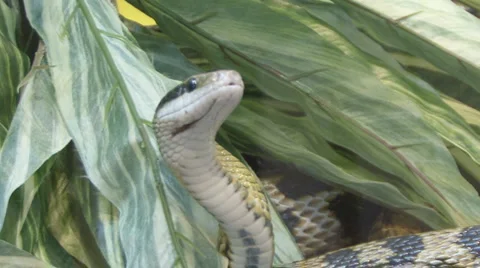 Snake Video stock 4088317