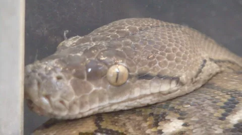 Snake Video stock 4088923