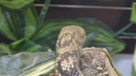 Snake Video stock 4090865