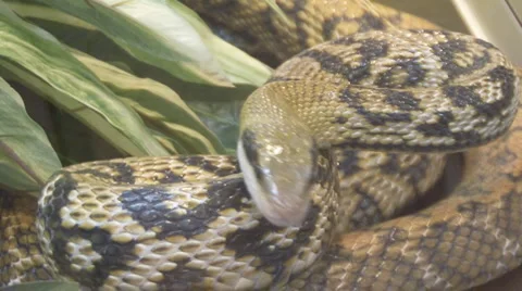 Snake Video stock 4091450