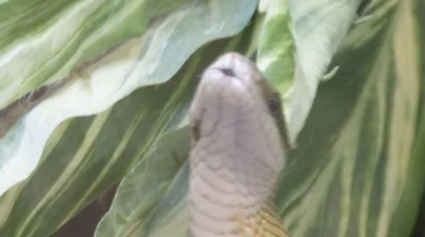 Snake Video stock 4091514