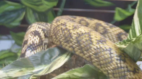 Snake Video stock 4094522