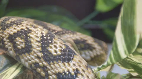 Snake Video stock 4097063