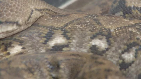 Snake Video stock 4104831