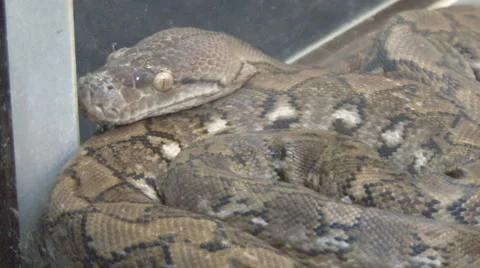 Snake Video stock 4106770