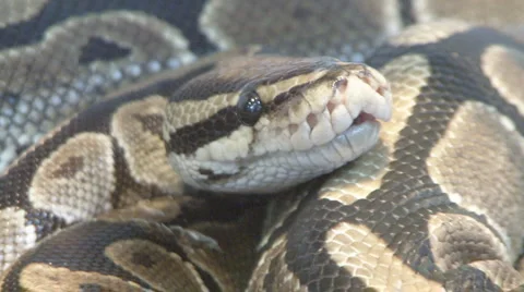 Snake Stock Footage 4110535