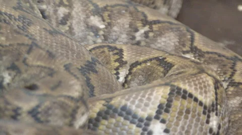 Snake Video stock 4110858