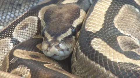 Snake Video stock 4113176