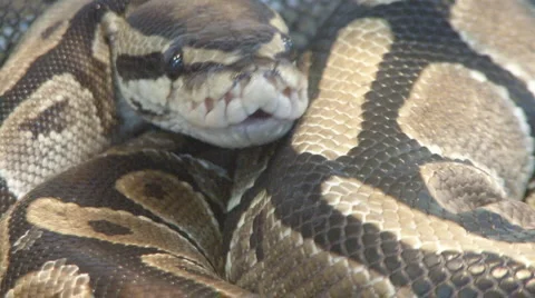 Snake Video stock 4114177