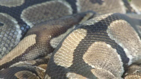 Snake Video stock 4114671