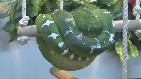 Snake Video stock 4160195