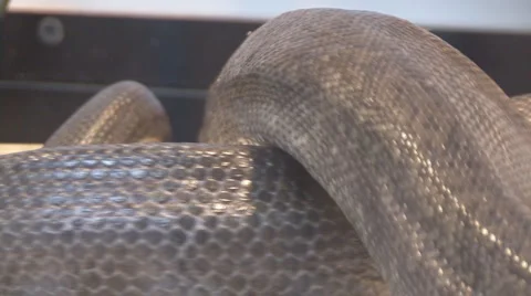 Snake Video stock 4164261