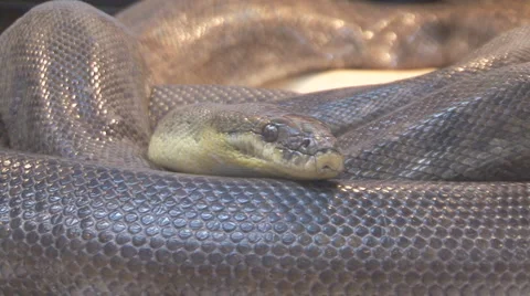 Snake Video stock 4165955