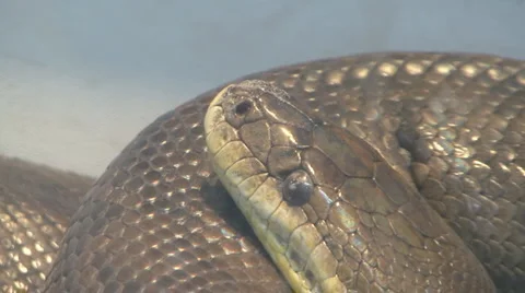 Snake Video stock 4167144