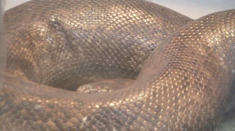 Snake Video stock 4171938