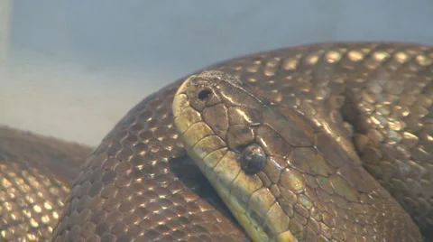 Snake Video stock 4173625