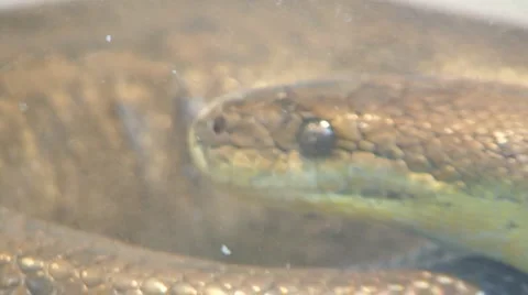 Snake Stock Footage 4175346