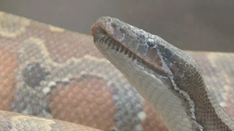 Snake Video stock 4175384