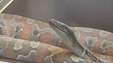 Snake Video stock 4177325